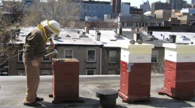 Abejas en la ciudad: crece el impulso de la apicultura urbana en Buenos Aires