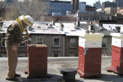 Abejas en la ciudad: crece el impulso de la apicultura urbana en Buenos Aires