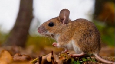 Preocupación: confirmaron cinco casos de hantavirus en la provincia