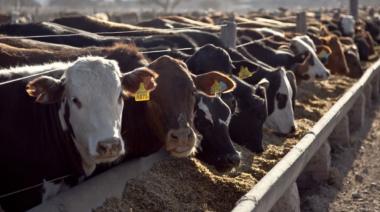 Cambio de tendencia: desacelera la oferta de animales con destino a faena
