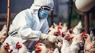 Influenza aviar: Argentina suspendió sus exportaciones de productos avícolas