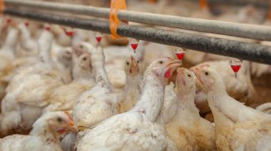 Argentina volvió a ser libre de influenza aviar y retomó sus exportaciones