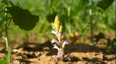 Declaran el alerta fitosanitaria en todo el país y peligra el cultivo de girasol