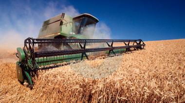 El agro se encamina a una producción récord de trigo y maíz