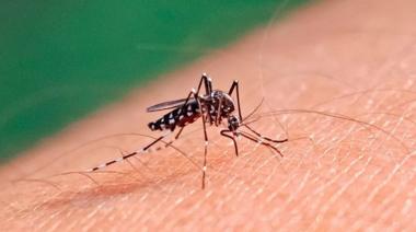 Dengue: confirmaron el primer caso autóctono en la provincia de Buenos Aires