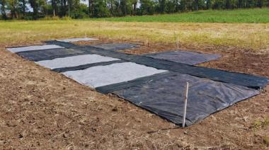 El sol contra las malezas: una técnica del INTA muestra resultados sorprendentes