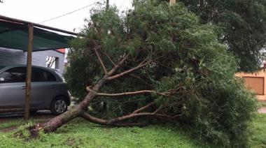 Tras el fuerte temporal, el Municipio anunció un plan de poda y reforestación