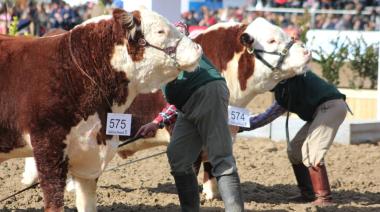 La raza Hereford gana terreno en la Rural de Palermo 2025