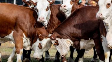 Braford llega con exposición propia a Expoagro 2025