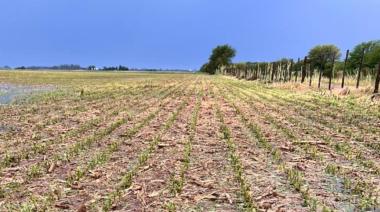La tormenta dañó cultivos por casi 4 millones de dólares en Nueve de Julio