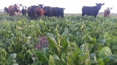 Productor de la zona de Pehuajó apostó por la acelga para alimentar sus vacas
