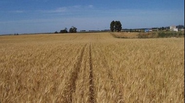 Advierten que las heladas podrían afectar el cultivo de Trigo