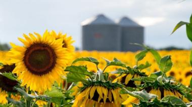 Las lluvias mejoraron el arranque de la siembra del girasol
