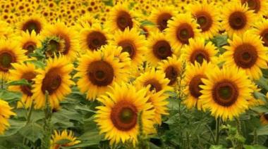Récord productivo: la cosecha de girasol cerró con un crecimiento del 28,2%
