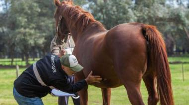El calor y la humedad activan las alertas por la encefalomielitis equina