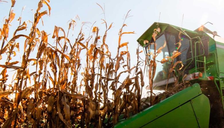 Los márgenes de la soja caen a niveles críticos y ponen en riesgo el cultivo