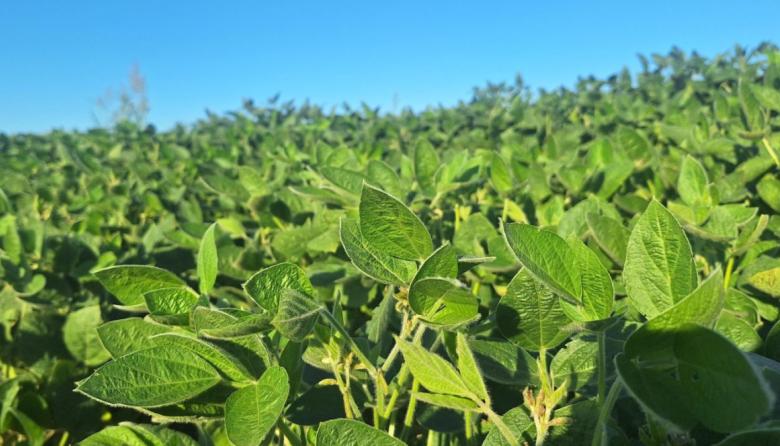 Agricultura aprobó el uso de IA para identificar variedades de soja