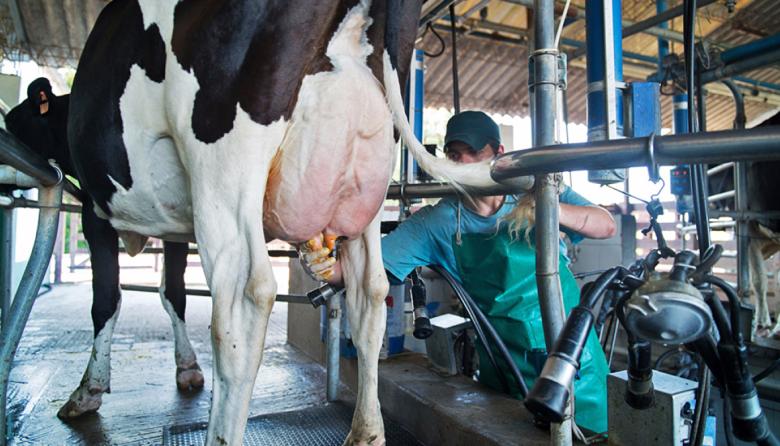 Argentina lidera el crecimiento de la producción mundial de leche