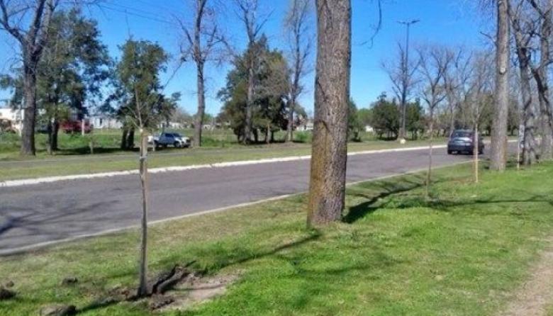 Día del Árbol: Bragado intensifica la campaña de forestación