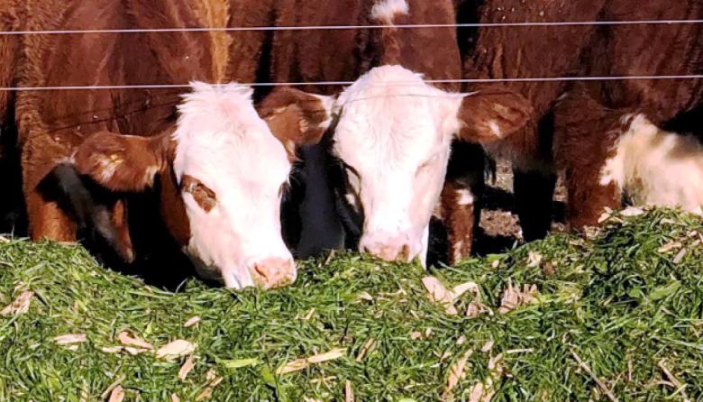 Más vientres y más leche: señales positivas para el negocio ganadero