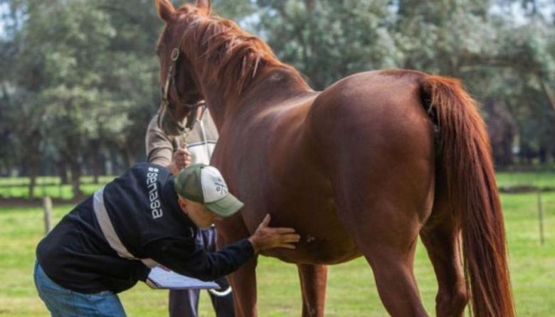 El calor y la humedad activan las alertas por la encefalomielitis equina