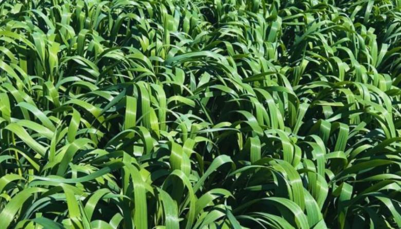 El INTA desarrolló una avena de mayor producción, sanidad y ciclo extendido