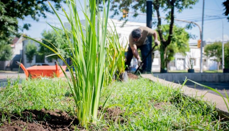 El Municipio realizó la plantación de nuevas especies en Plaza Italia