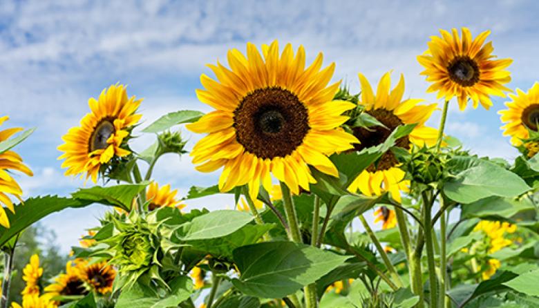 Soja, girasol, carne y cuero: los puntos altos de la suba de las exportaciones