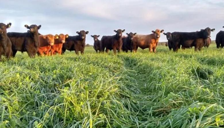 La festuca, bajo la lupa: detectaron un hongo que preocupa a la ganadería