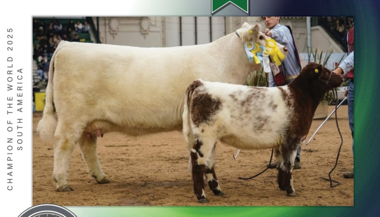 Una vaca de Trenque Lauquen fue coronada como la Mejor Shorthorn del Mundo