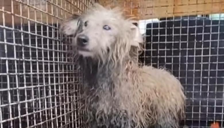 Pehuellitas realizó un rescate de emergencia en el Canal Alvarado