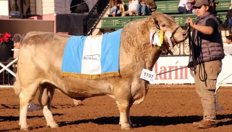 Histórico: un toro bonaerense se consagró campeón mundial