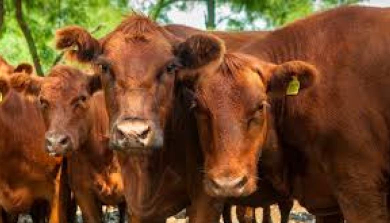 Brucelosis bovina: un hallazgo científico podría ser clave para frenar la enfermedad