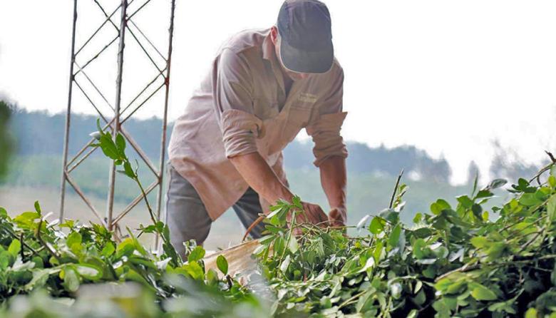 Reforma laboral: ¿qué cambia desde hoy con respecto al trabajo agrario?