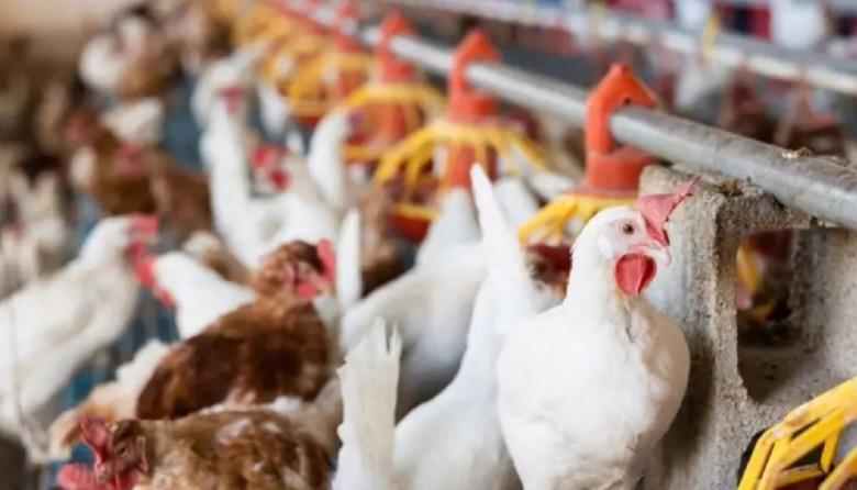 Gripe aviar: detectan un nuevo caso en un establecimiento avícola bonaerense