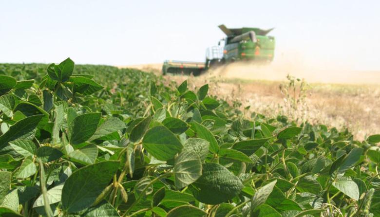 “Oro verde”: la soja trae más dólares al país que el petróleo y los autos juntos