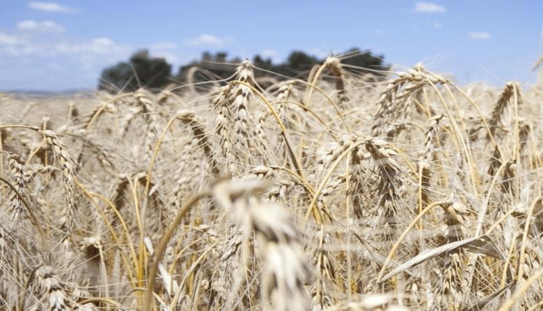 Impacto de la guerra en el agro argentino: el costo de producir trigo sube hasta 11%