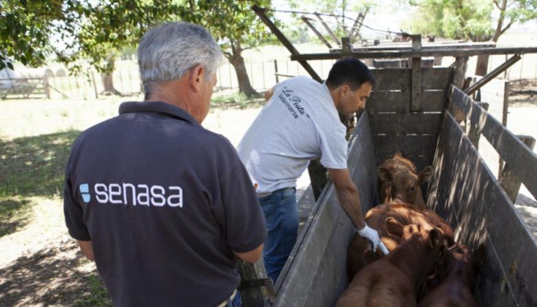 El Senasa habilitó la libre elección de veterinarios para vacunar el ganado