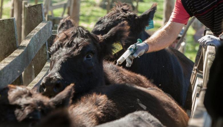 Comenzó la vacunación antiaftosa en la mayoría de las provincias del país