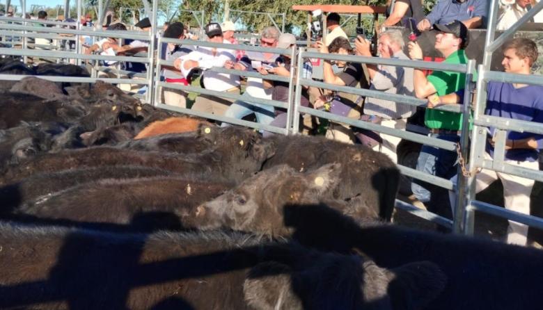 Angus lanzó un nuevo programa de certificación destinado a terneras