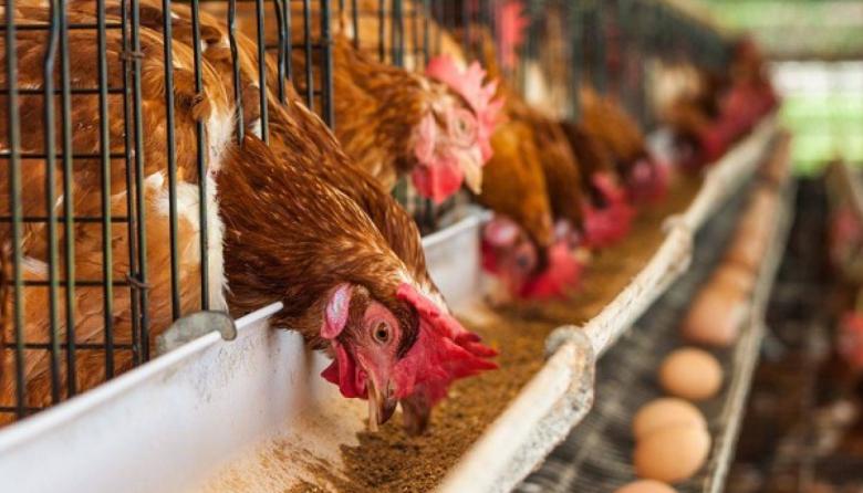 Gripe aviar: productores de huevos reclaman una vacunación masiva