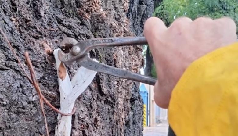 “ClavoGate”: el Municipio aplicará multas por sacar la basura los sábados