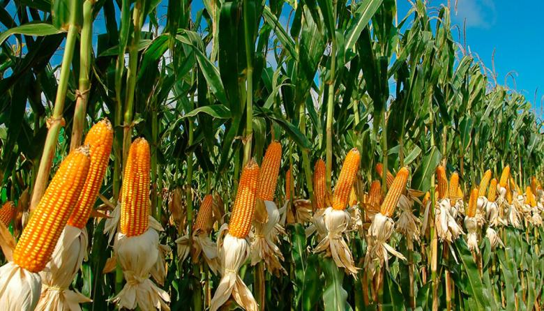 La cosecha de maíz superaría por un 28% a su anterior marca histórica