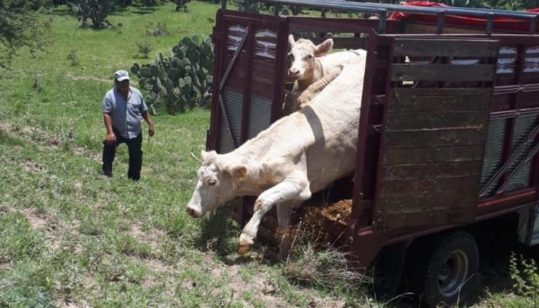 Legisladores bonaerenses alertan por el incremento del robo de ganado