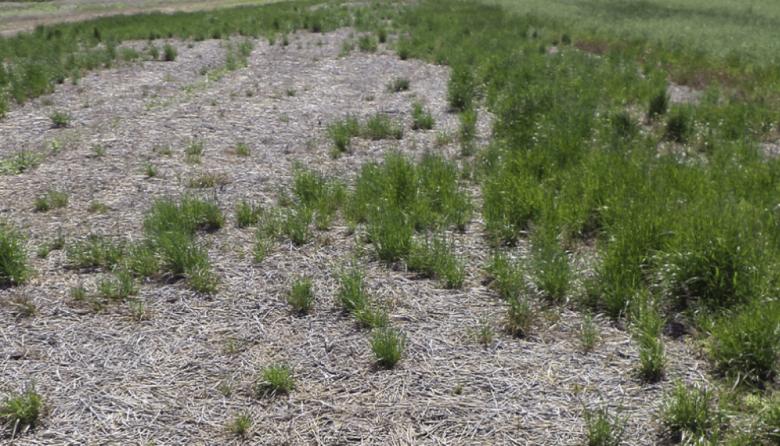 Malezas: emiten una nueva alerta roja por un raigrás multirresistente