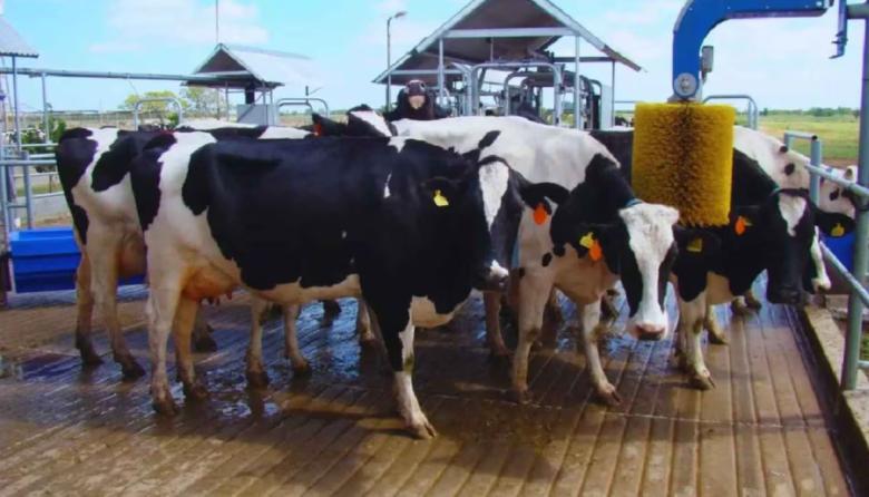 El salto productivo de robotizar el tambo: 30.000 litros por hectárea