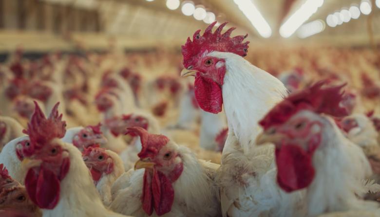 Argentina recupera el estatus libre de gripe aviar y reabre las exportaciones