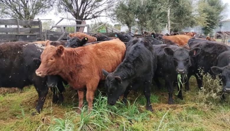 El rodeo vacuno volvió a caer: se perdieron más de 700.000 cabezas en solo un año