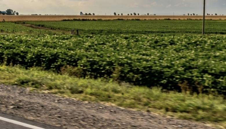 Uso productivo: proponen una ley para volver a sembrar en las banquinas