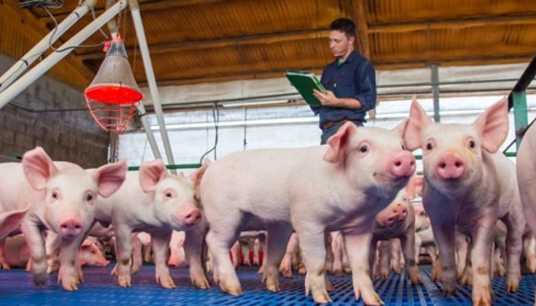 Productores de cerdo se movilizaron por la caída de la rentabilidad